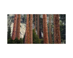 Yosemite Tree Bark